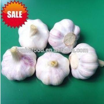 reliable garlic supplier / fresh chinese garlic