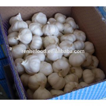 New Arrival with high quality White garlic for sale