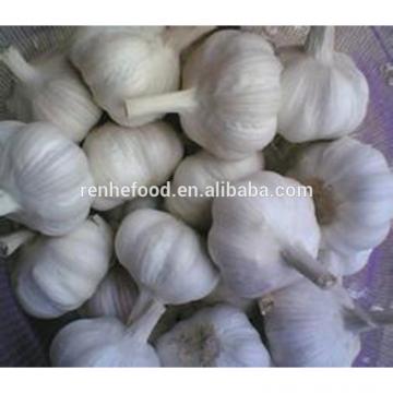 Organic New Crop Bulk Fresh Garlic