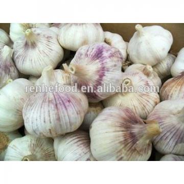 Best Quality and Cheap Price Fresh White Garlic