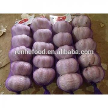 Best Quality and Cheap Price Fresh White Garlic