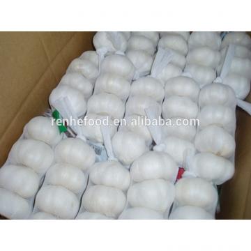 China Pollution Free White Garlic Hot Selling