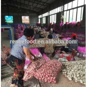 Sell Vegetable white Garlic for Dubai