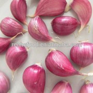 Fresh Organic White Garlic Price