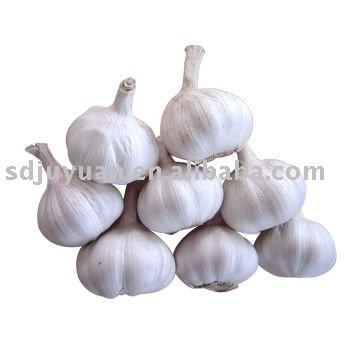 Fresh Garlic