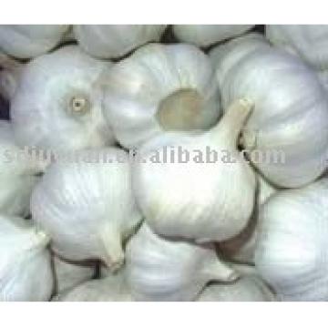 Fresh Pure White Garlic