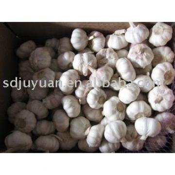 Fresh Normal White Garlic