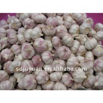 Fresh Normal White Garlic