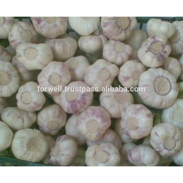 Best Price Natural Chinese Fresh Red / white Garlic