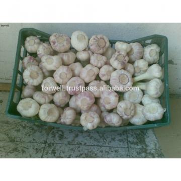 best price products china 2017 new crop pure white fresh garlic from egypt