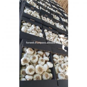 High Quality and Best Price Normal Fresh White Garlic