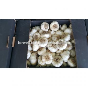 best price products new crop pure white fresh garlic