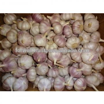 TAKE PART OF PRODUCT GARLIC