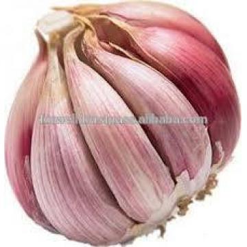 TAKE PART OF PRODUCT GARLIC