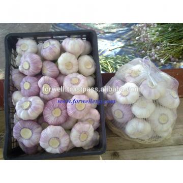 MODERN Fresh Egyptian Garlic