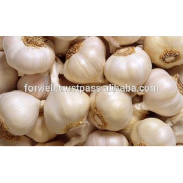 very good taste Egyptian Garlic