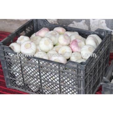 Best Price White Natural Fresh Garlic promotion