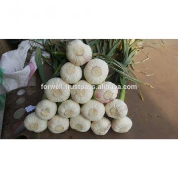 Best Price White Natural Fresh Garlic promotion