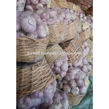 best price products new crop pure white fresh garlic