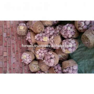 Egyptian fresh garlic (Red, White) for export