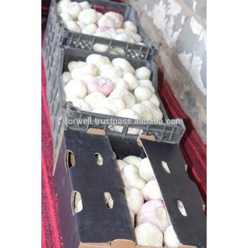 Best Price White Natural Fresh Garlic