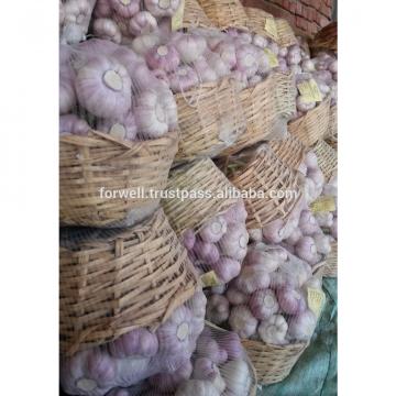 Forwell high quality Garlic New Season