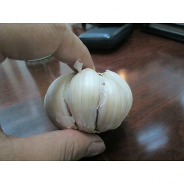 FRESH GARLIC