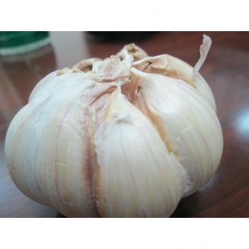 FRESH GARLIC