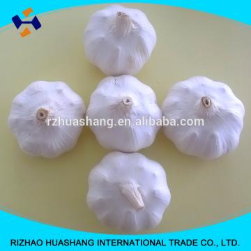 white garlic size5.5cm