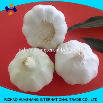 white garlic size5.0cm