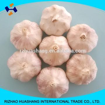 good quality normal white fresh garlic size5.0cm