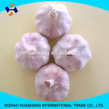 normal white fresh garlic size6.0cm