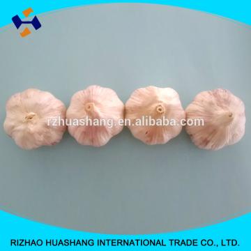 good quality normal white fresh garlic size4.0cm