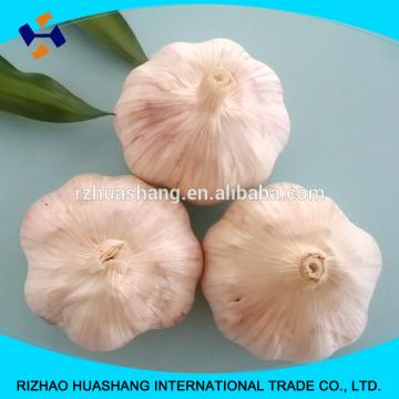 good quality normal white fresh garlic size6.0cm