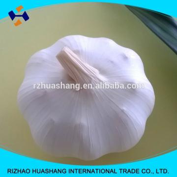 red garlic size5.0cm