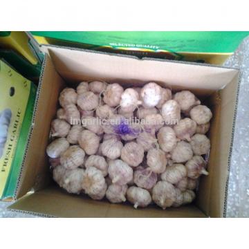 2017 Fresh Garlic / Alho from Jinxiang J10