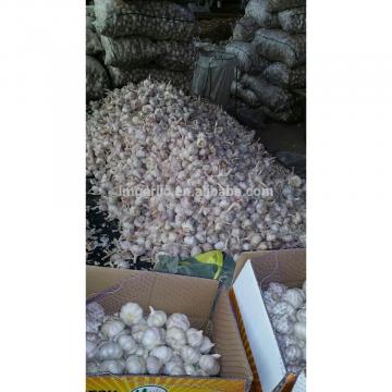 2017 Fresh Garlic / Alho from Jinxiang J10