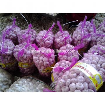 2017 Fresh Garlic / Alho from Jinxiang J10