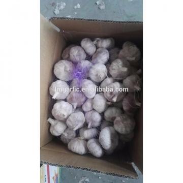 2017 Fresh Garlic / Alho from Jinxiang J10