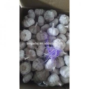 2017 Fresh Garlic / Alho from Jinxiang J10