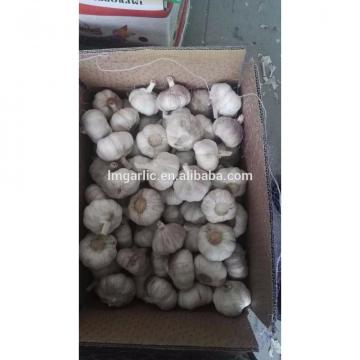 2017 Fresh Garlic / Alho from Jinxiang J10