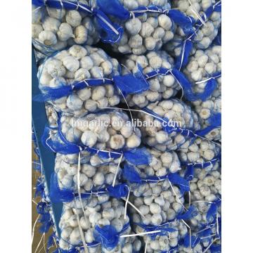 2017 Pure White Fresh Garlic / Alho from Jinxiang Liming F21