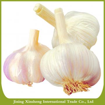 Chinese new fresh garlic red