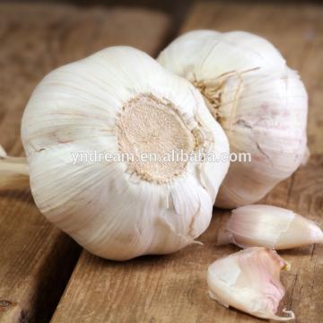 Best quality pure white garlic