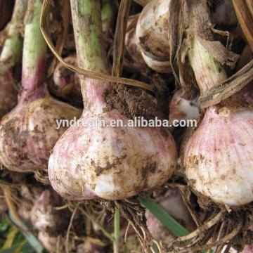 Chinese cheap price fresh white natural garlic wholesale with high quality