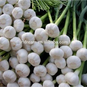 Bulk pure white fresh garlic price cheap wholesale