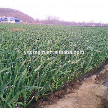 Fresh white garlic cheap price wholesale garlic from chinese great farm