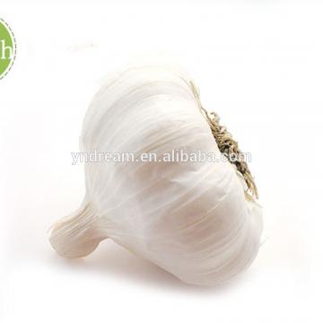 High quality china garlic cheap price 2017 wholesale from farm directly supply