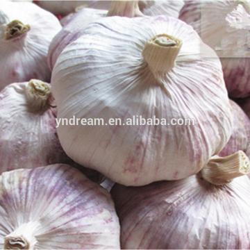 2017 best selling white fresh garlic price in China cheap price wholesale