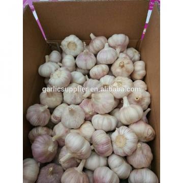 new crop garlic